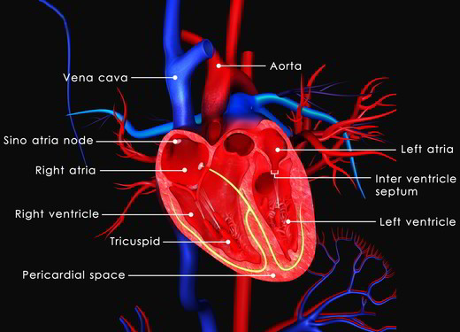 Cosa regola l’attività elettrica del cuore?