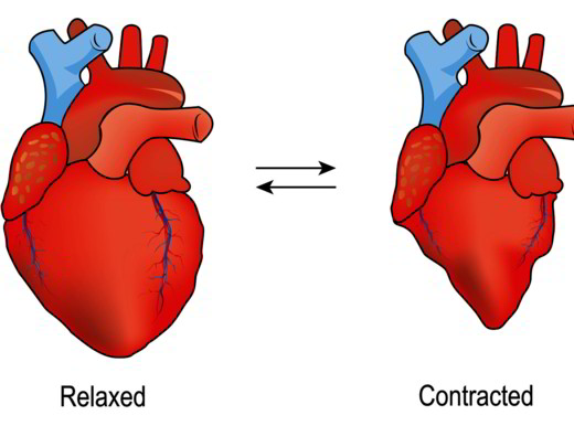 Come si contrae il cuore?