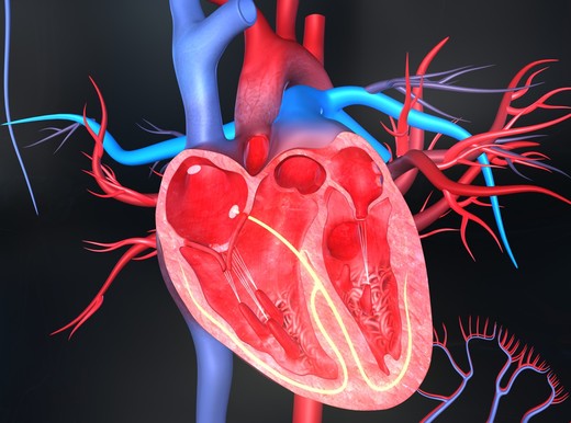 Il cuore, un motore instancabile