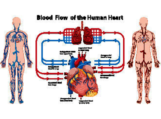 Qual è il “carburante” del cuore?