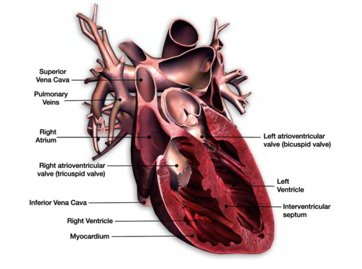 Cos’è lo scompenso cardiaco