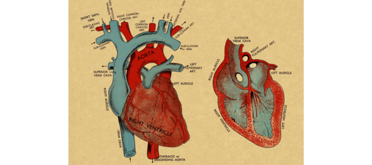 L’infarto del miocardio