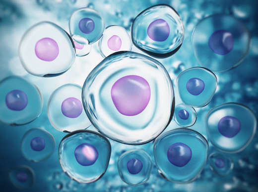 Dalla placenta le staminali per rigenerare il cuore dopo l’infarto e lo scompenso?