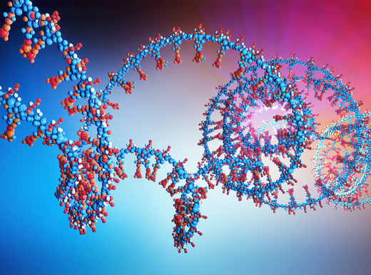 L’RNA intelligente proteggerà il cuore dopo un infarto