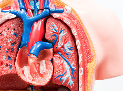 Come sostituire le valvole del cuore malate?