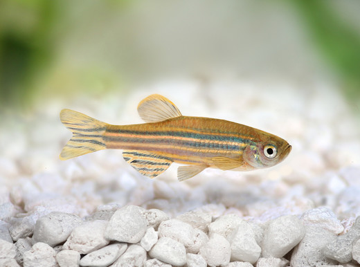 Da un pesce le speranze per rigenerare il cuore
