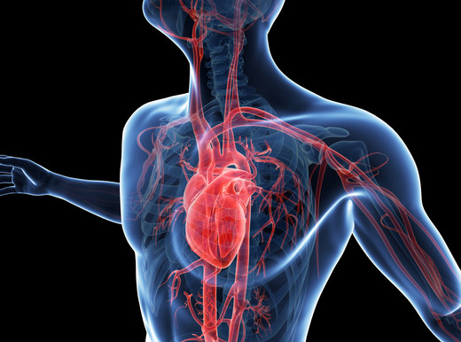 Meglio l’arteria della vena nel by-pass dopo un infarto